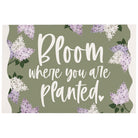 Bloom Planted Lilacs