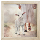 Lamb Walking On Path