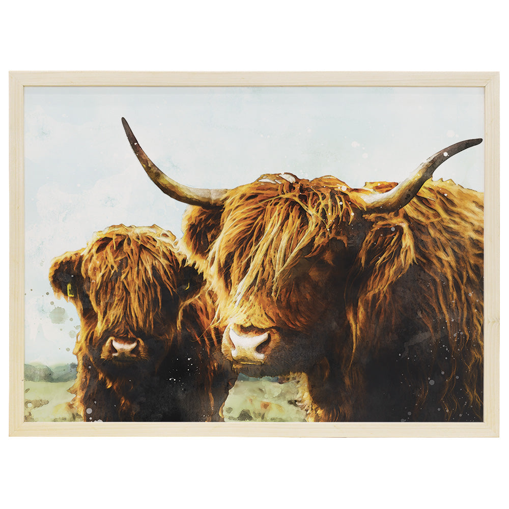 Highland Cows