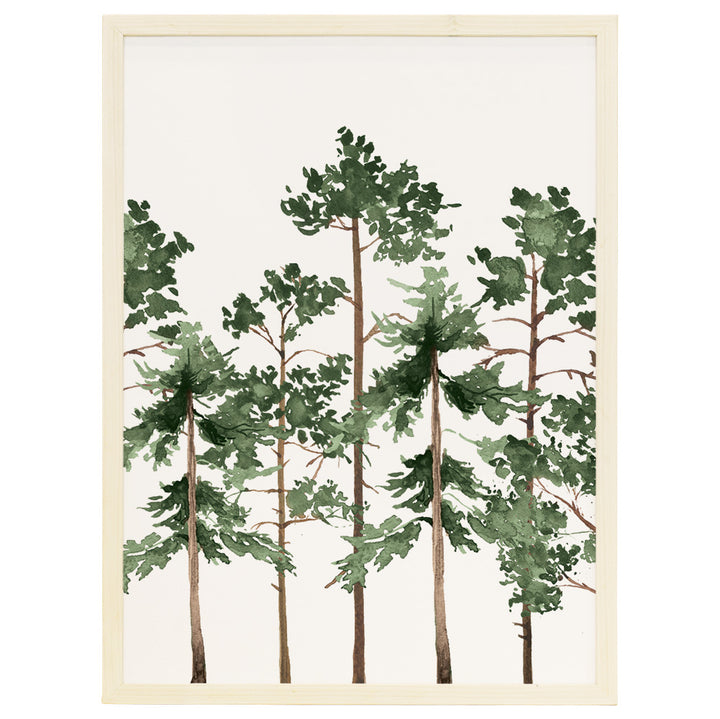 Evergreen Trees