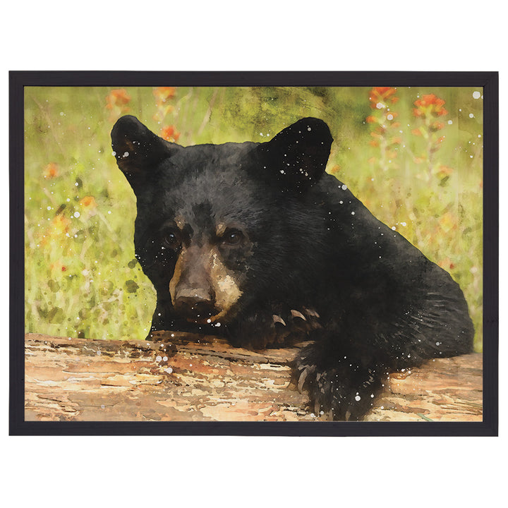 Black Bear Cub