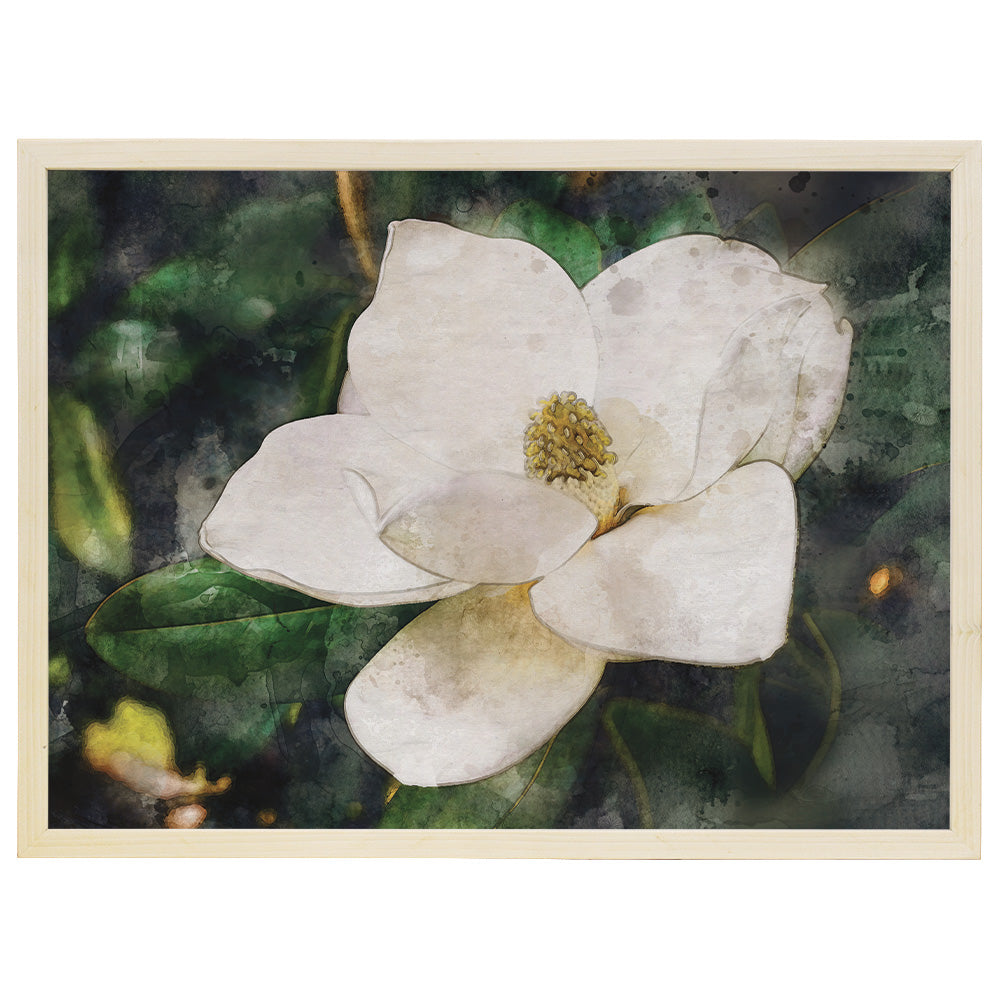 Magnolia