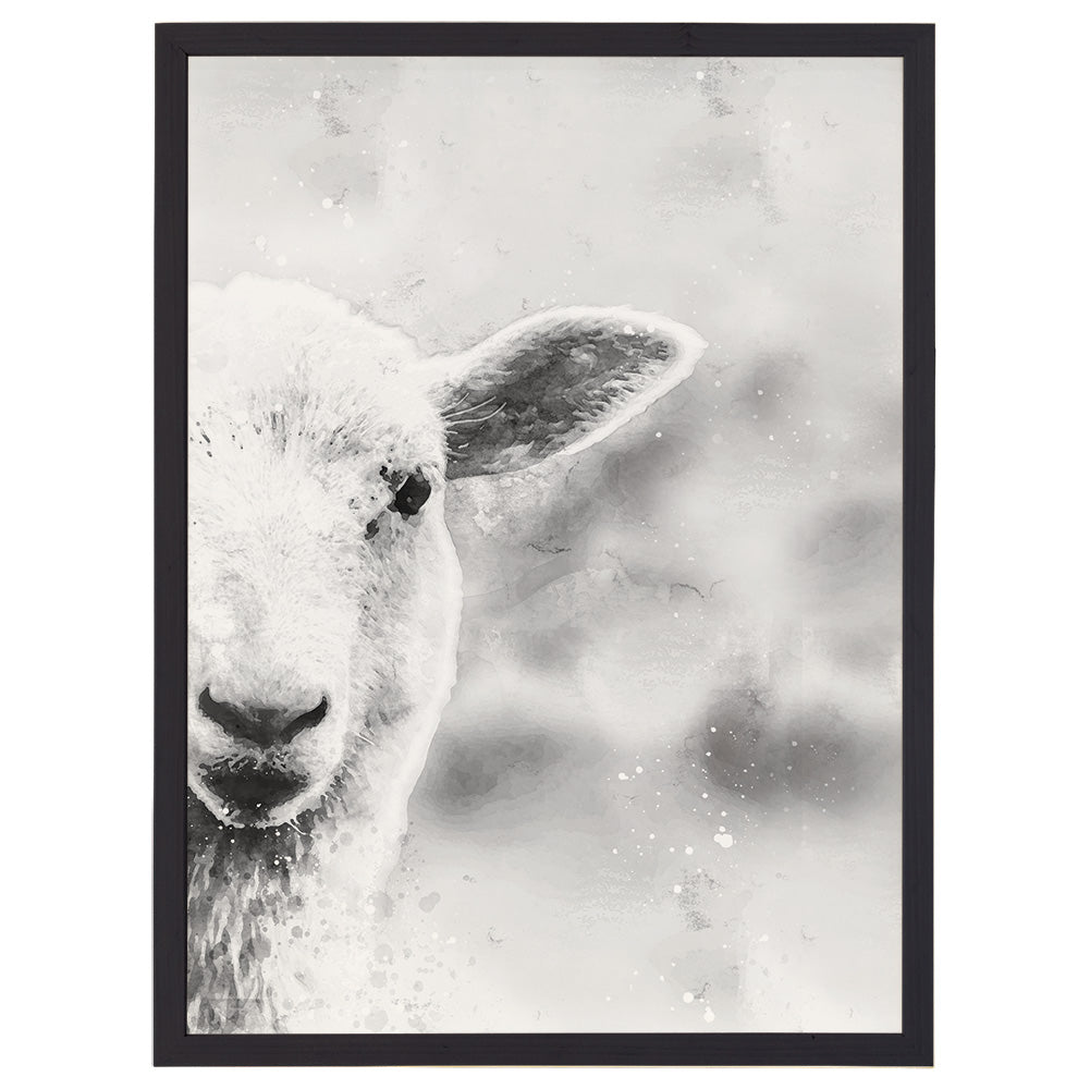 B&W Lamb