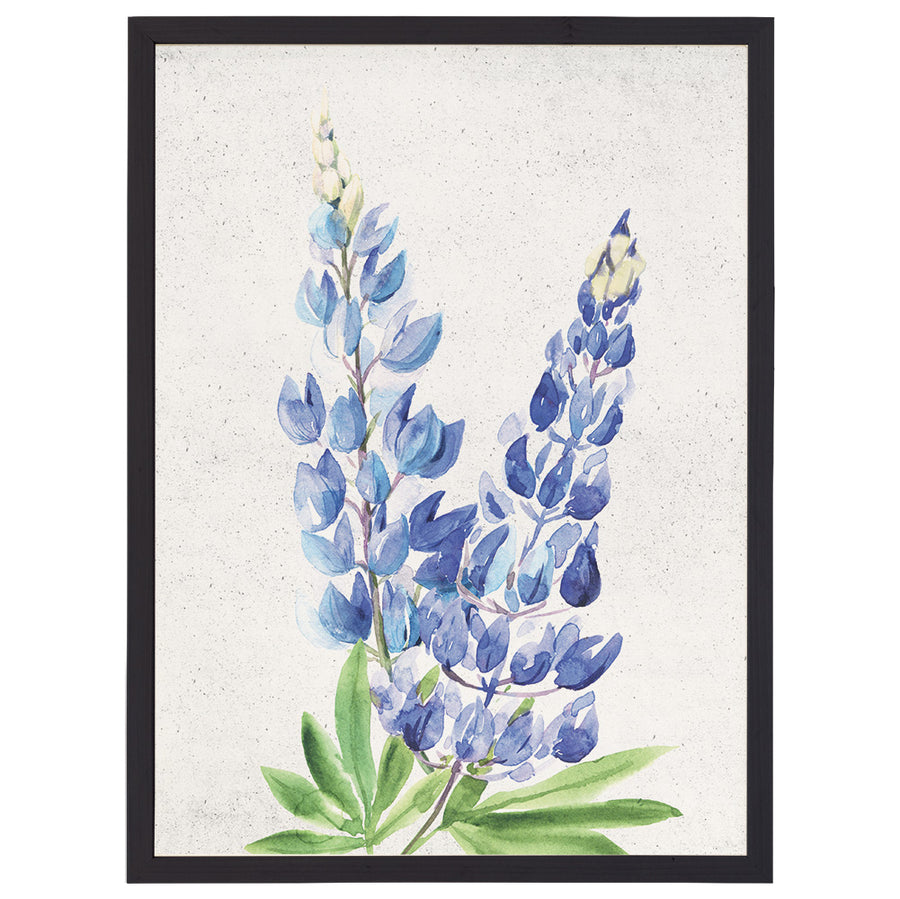 Bluebonnets