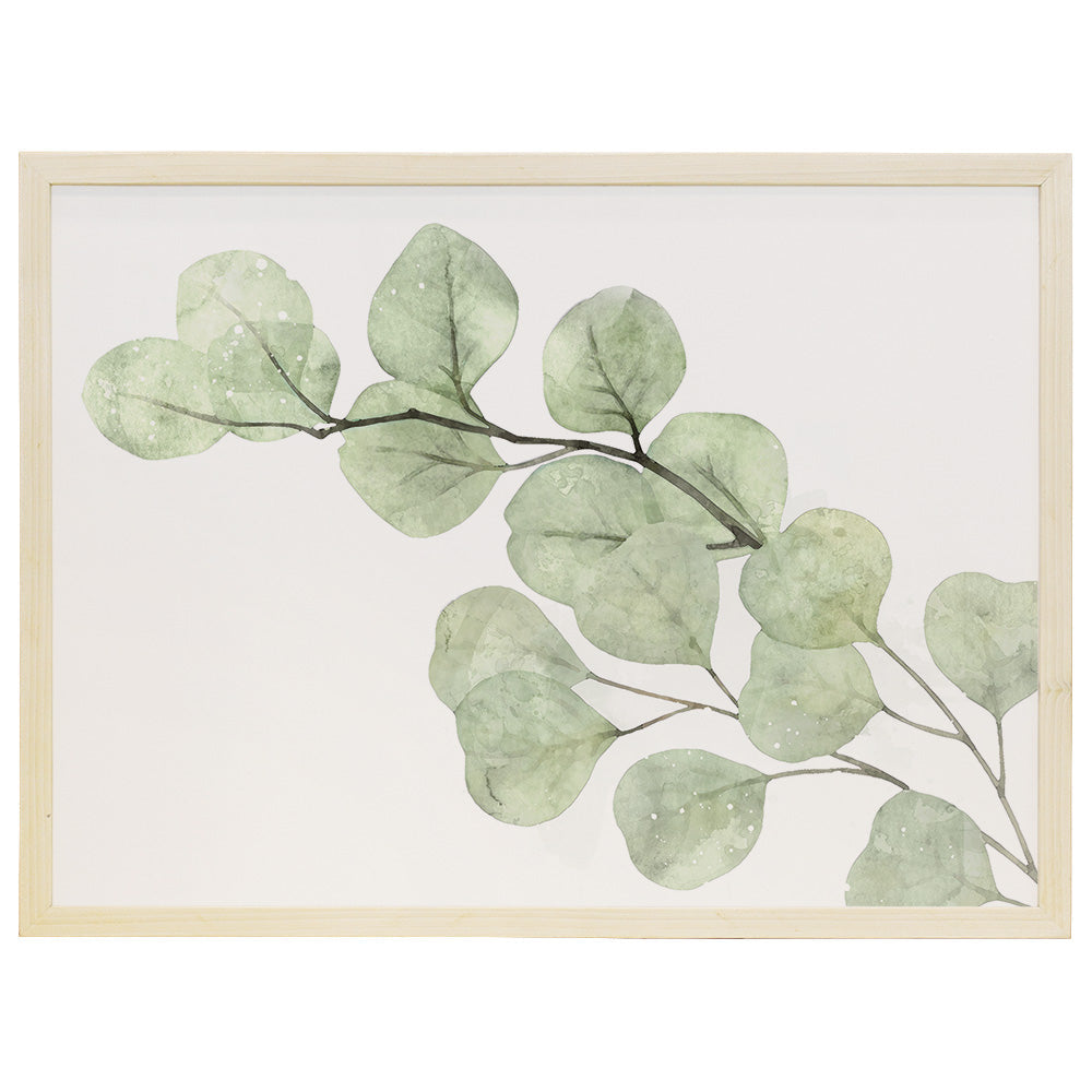 Eucalyptus Branch